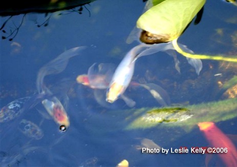fish pond